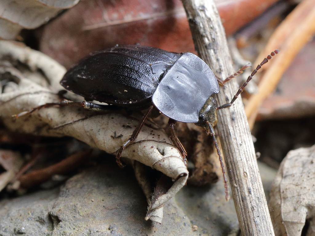 Heterotemna tenuicornis
