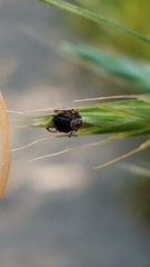 Dermacentor occidentalis