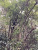 Lindera nacusua - Photo (c) cy1013, some rights reserved (CC BY-NC), uploaded by cy1013