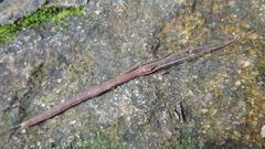 Maculonecroscia shukayi