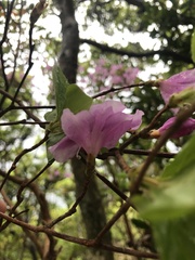 author not stated, no rights reserved Rhododendron nudipes, photograph author not stated, no rights reserved