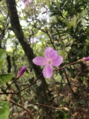 author not stated, no rights reserved Rhododendron nudipes, photograph author not stated, no rights reserved