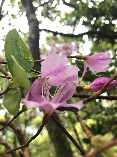 Rhododendron nudipes