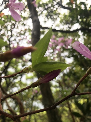 Rhododendron nudipes, photograph 3