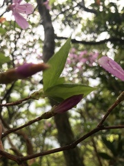 author not stated, no rights reserved Rhododendron nudipes, photograph author not stated, no rights reserved