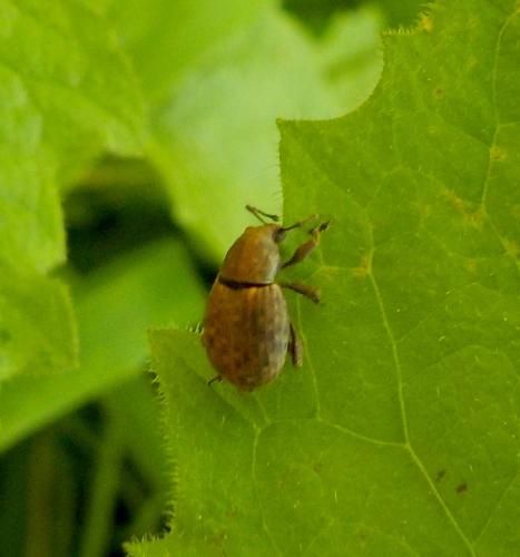 Obtuse Broad-nosed Weevil