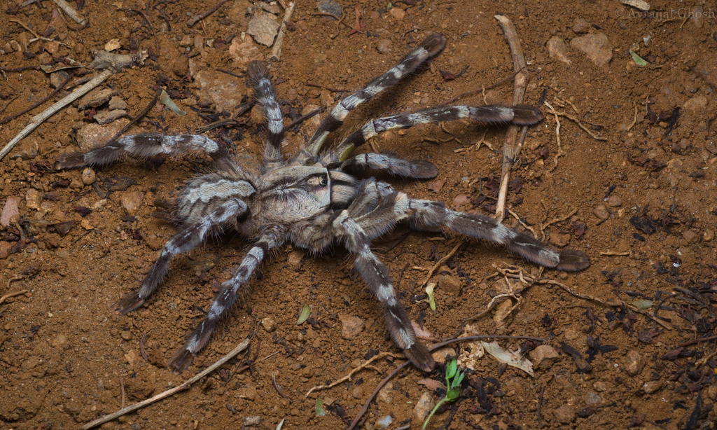 Mygale ornementale de Mysore (Poecilotheria striata)