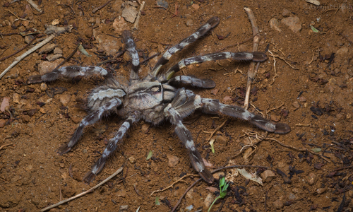Poecilotheria striata
