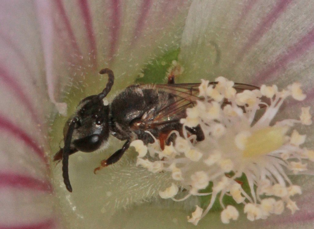 Lasioglossum pachycephalum