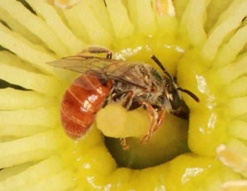 Lasioglossum greavesi