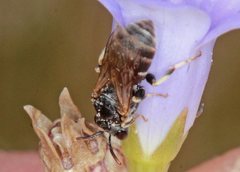 Hylaeus albocuneatus