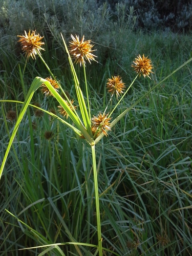 Cyperus congestus, photograph 2