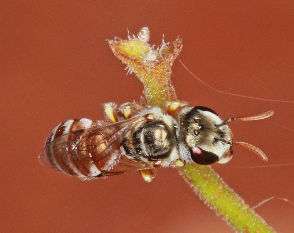 Lasioglossum platychilum