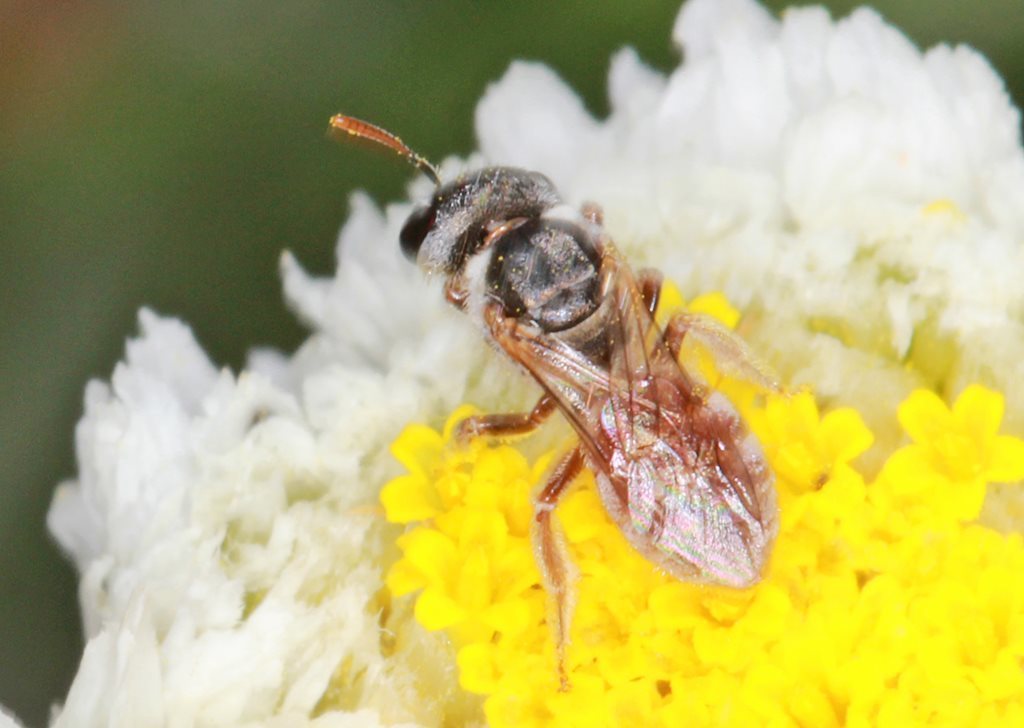 Lasioglossum albopilosum