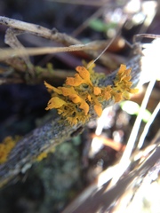 Teloschistes velifer