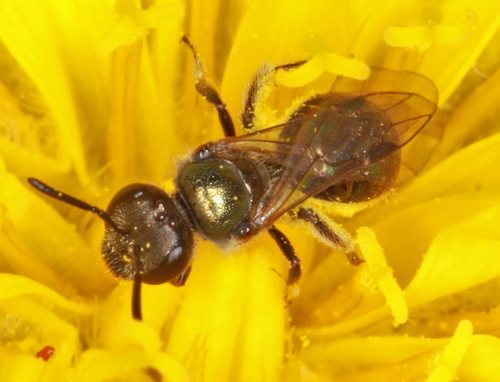 Lasioglossum megastigmum