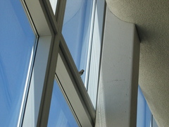 Passer domesticus