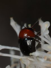 Ditropidus fugitivus