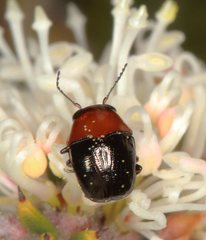 Ditropidus fugitivus