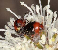 Ditropidus fugitivus