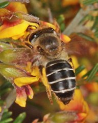 Trichocolletes chrysostomus
