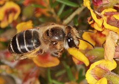 Trichocolletes chrysostomus