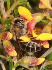 Trichocolletes chrysostomus