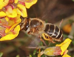 Trichocolletes chrysostomus