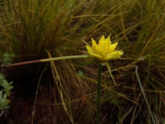 Snowy Flatsedge (Cyperus niveus)