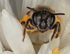 Excolletes