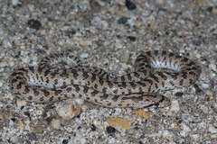 Arizona elegans eburnata