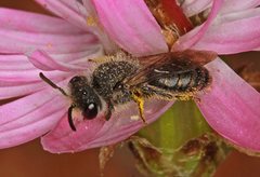 Leioproctus callurus