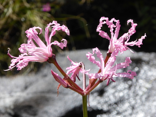 Image of Nerine bowdenii by (c) Hlengiwe Mtshali, some rights reserved (CC BY-SA)
