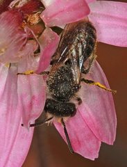 Leioproctus callurus