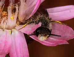 Leioproctus callurus