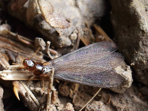 Kalotermes dispar