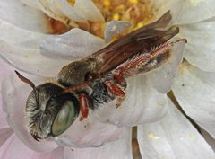 Andrenopsis