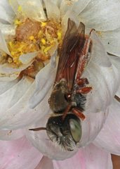 Andrenopsis