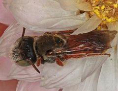 Andrenopsis