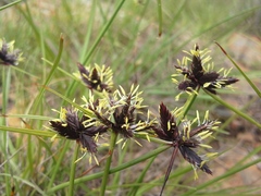 Cyperus rupestris