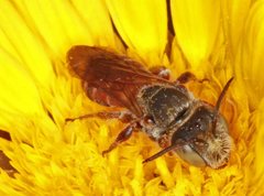 Andrenopsis