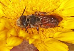 Andrenopsis