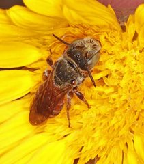 Andrenopsis