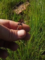 Cyperus rupestris