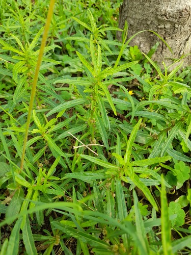 Alternanthera sessilis