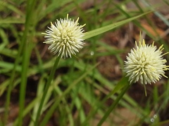 Cyperus cristatus