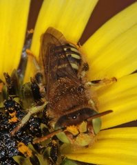 Neopasiphae mirabilis