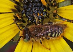 Neopasiphae mirabilis