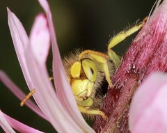 Neopasiphae mirabilis