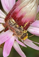 Neopasiphae mirabilis